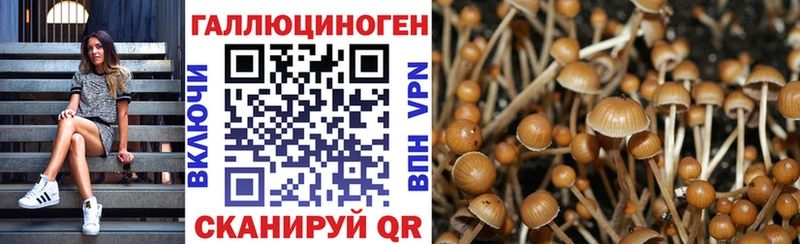 blacksprut ссылка  Бабушкин  Галлюциногенные грибы Psilocybe 